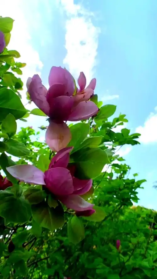 蓝天白云晴空万里.绿叶与花朵#大自然的美#玉兰花#特别的云