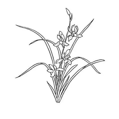 兰花简笔画图片带颜色画法兰花钢笔速写(10岁以及以上)兰花花卉植物
