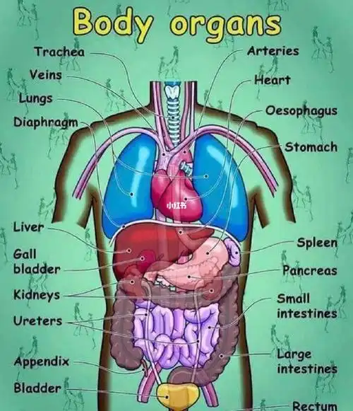 【英语小知识:人体内脏英语词汇】lung 肺;heart 心脏;diaphragm 隔膜