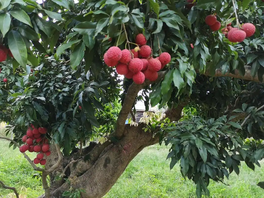 荔枝树不用改种也能吃上新品种!高空嫁接让荔枝老树长新枝