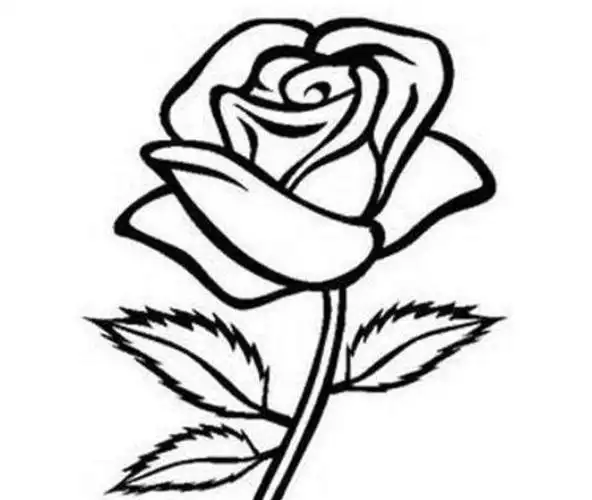 画玫瑰花的简笔画 漂亮 画法 步骤(画玫瑰花的简笔画)
