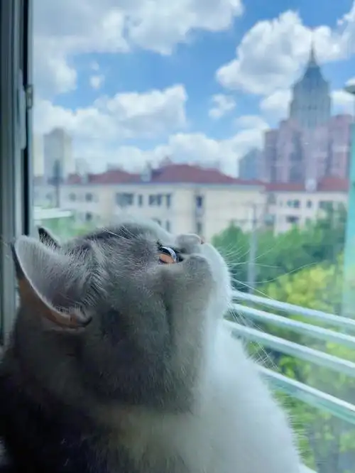 侧颜杀太萌啦向往窗外世界的小猫咪