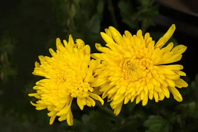 秋天菊花特写高清图片
