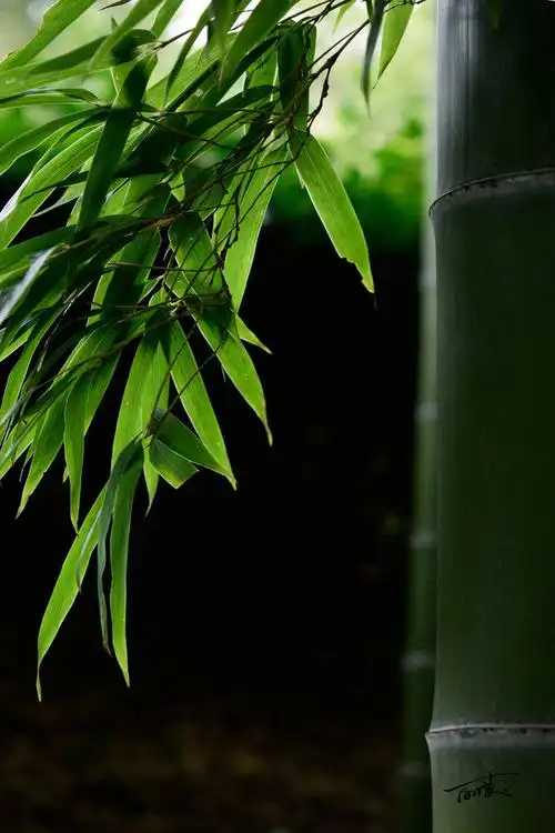 长夏碧岩好,萧萧千竹林.看山白屋静,息驾古藤阴