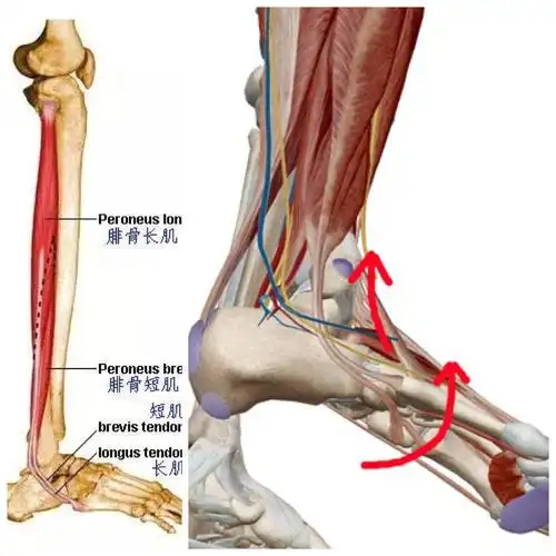 腓骨肌肌力训练 踝关节内翻肌肌力训练 足平放于地板,脚踝向内侧翻.