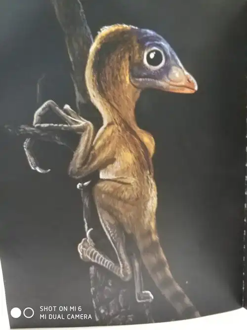 两只树息龙的区别.