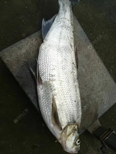 这就是正宗的米翘了!