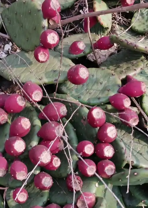 仙人掌果子作用与功效