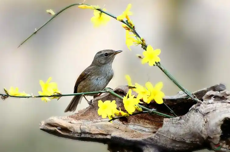 强脚树莺花鸟图