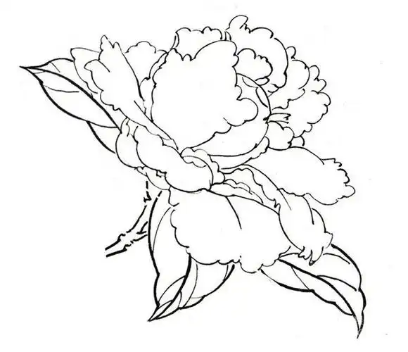 学画画 国画教程 工笔画   一,白描芍药局部画法    1,半开的花朵