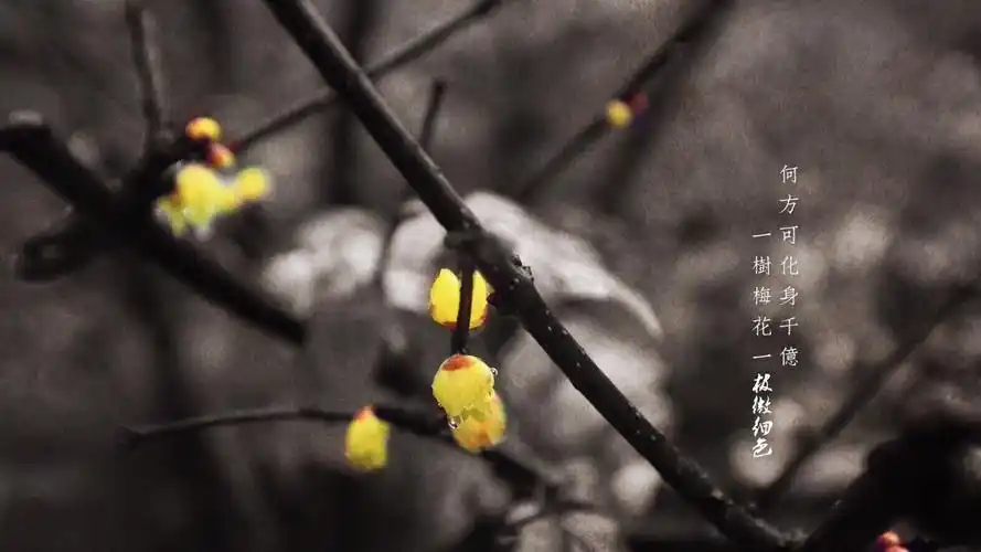 冬季里一树梅花电脑简约桌面壁纸高清大图预览1920x1080_风景壁纸下载