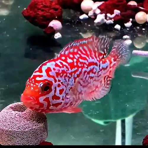 罗汉鱼鱼苗-特价促销-优惠券领取-价格|多少钱|什么牌子好-35优惠券