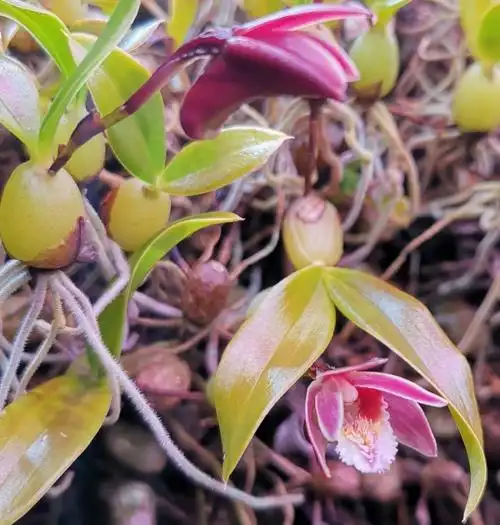 雨林缸里会开花的植物