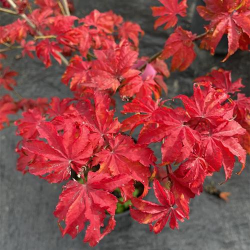 脉叶系列    祖母精灵 枫树 阳台绿植 花园植物 地栽