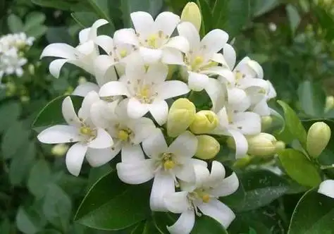 夜来香几月份开花