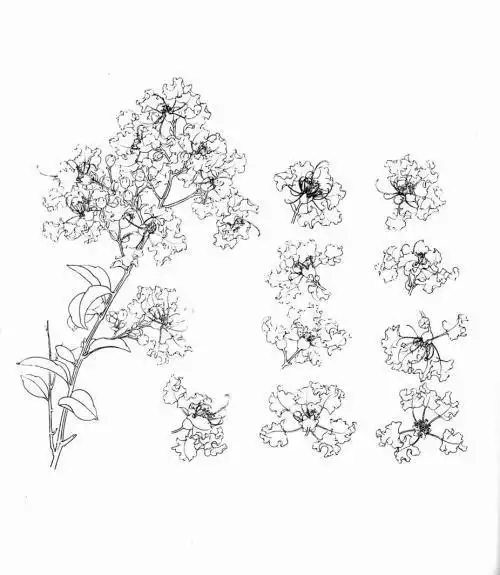 杜鹃花简笔画步骤紫叶李花简笔画 简单易画四瓣花简笔画画法关于花的