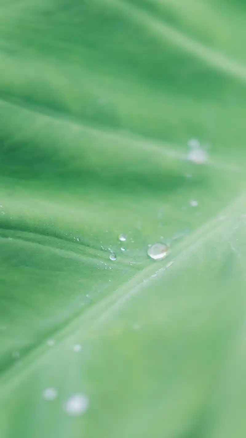 首页 手机壁纸 植物 绿色小清新高清手机壁纸图片1080_1920竖版 竖屏