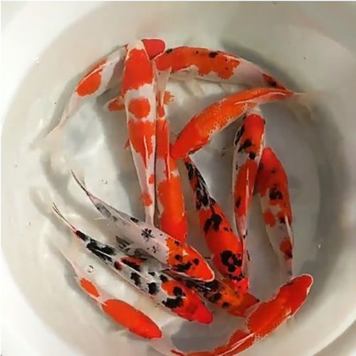 婺源荷包元宝红鲤鱼短身观赏鲤鱼招财风水锦鲤鱼