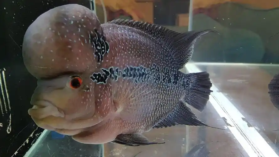 罗汉鱼品种大全图片(罗汉鱼英文是什么) - 去钓鱼