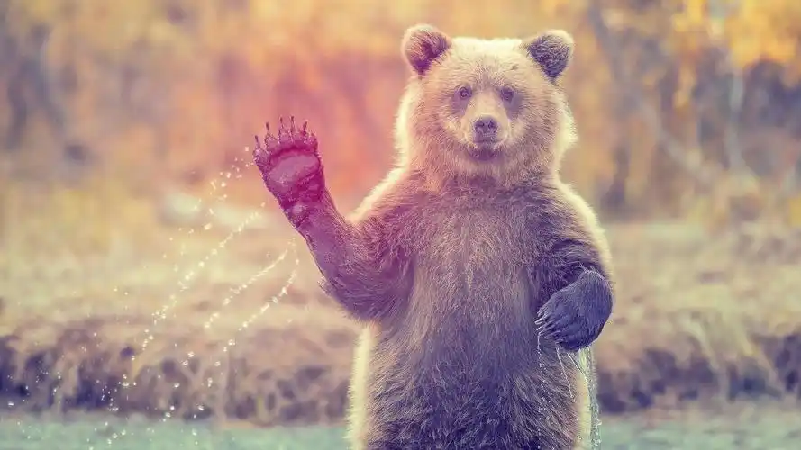 自然,动物,熊,哺乳动物,bears,animals,mammals,壁纸,高清壁纸自然