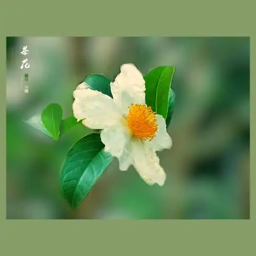 山茶花欣赏