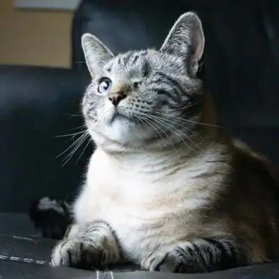 可爱猫头像高清可爱又萌的真猫