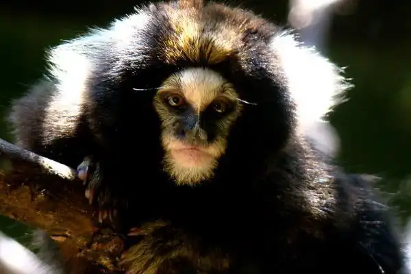 白耳狨长相酷似人的猴子被称人面兽动物界好爸爸