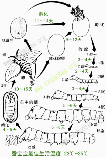 蚕的生长过程怎么画
