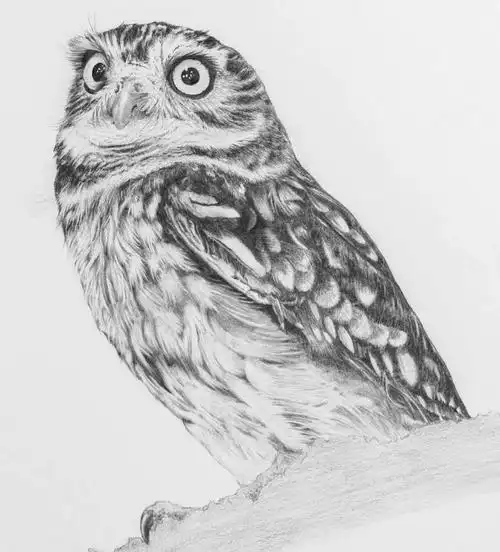 铅笔怎么画小动物他示范了