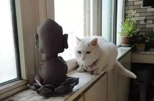 动物们拜佛你见过吗?世间万物皆有佛性,我们一起来看看吧__财经头条