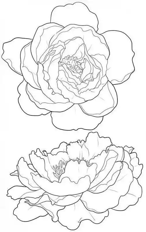 春节想画画没人教?简单的白描花卉线稿教你画,0基础也能学会画