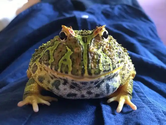 成体角蛙的日常生活照