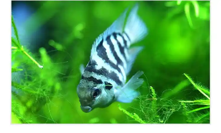 迷你鹦鹉白金蓝色鹦鹉鱼观赏鱼活体热带鱼草缸淡水宠物鱼 蓝迷你鹦鹉