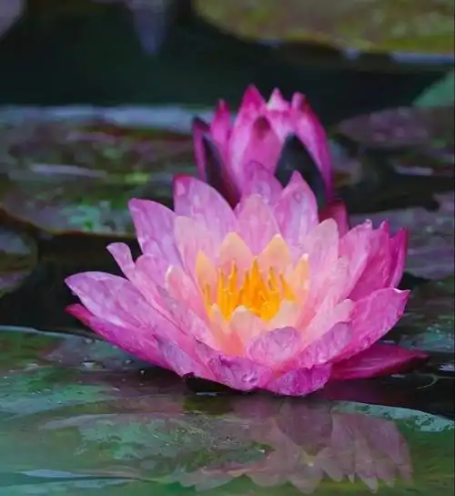 佛乐: 愿共相逢《莲花国度》