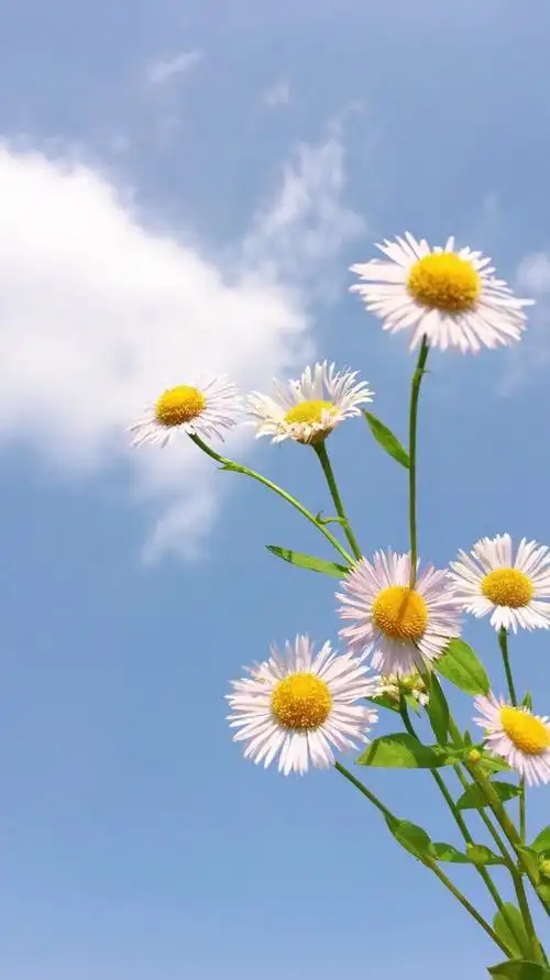 夏至遇到一块小雏菊 绿梗映衬着清澈白和明艳黄