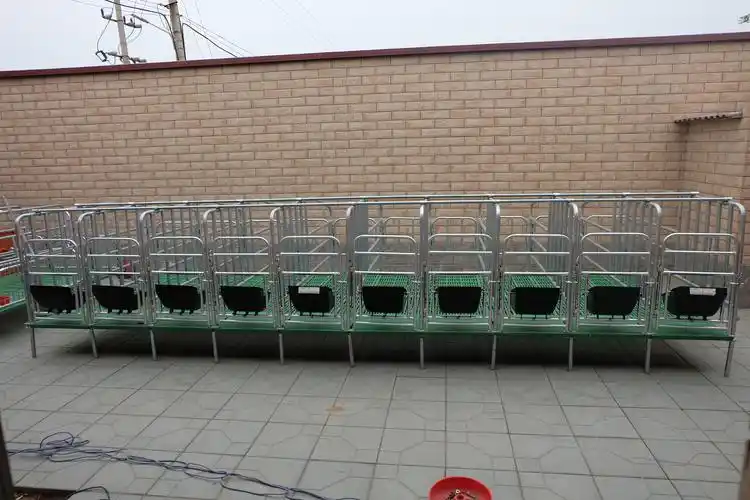 沧州厂家母猪定位栏 母猪猪用定位栏 母猪限位栏 猪自动供料系统