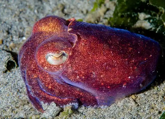 太平洋僧头乌贼