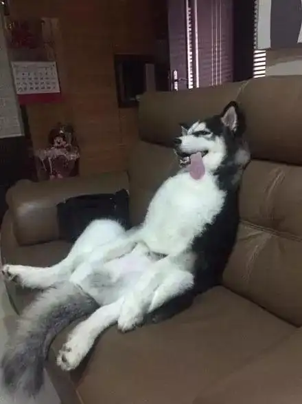 这肯定是主人出去玩了一天没有带它出去,被气到全身没力气了!