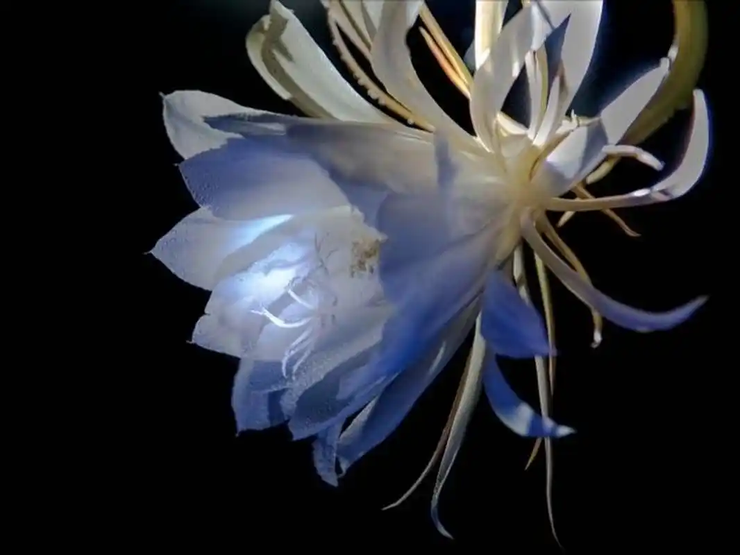 昙花一现:夜晚盛开的昙花在灯光的照耀下,闪烁着紫蓝色的光芒,炫丽