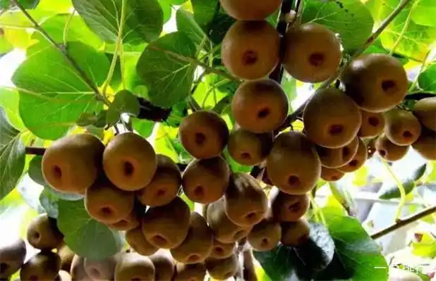 世界之最 植物之最 十大经济价值高的果树 枣树仅排第四桃树原产地就