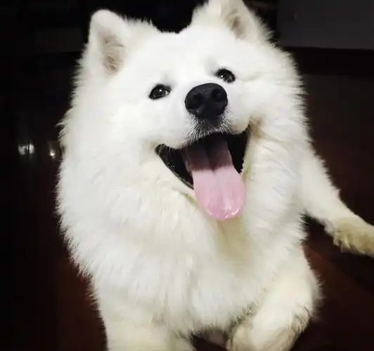 名字就会让人觉得心里柔软,脑子里面仿佛已经出现了一幅画面:毛茸茸的