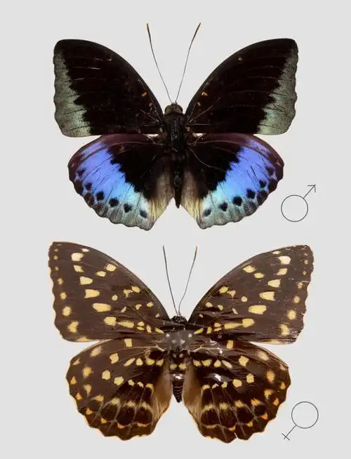 🦋雌雄异型蝴蝶大揭秘🦋