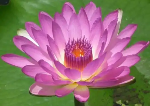 净土宗认为:修行完满者死后可往西方极乐世界,身坐莲花台座,因各人生