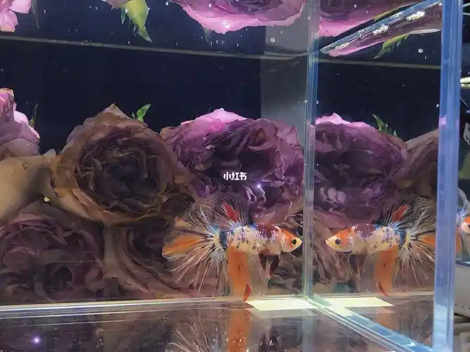 小糖果是拍卖来的