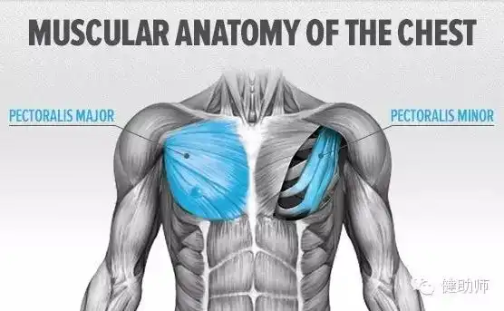 胸部肌群如何强化,一篇足矣!