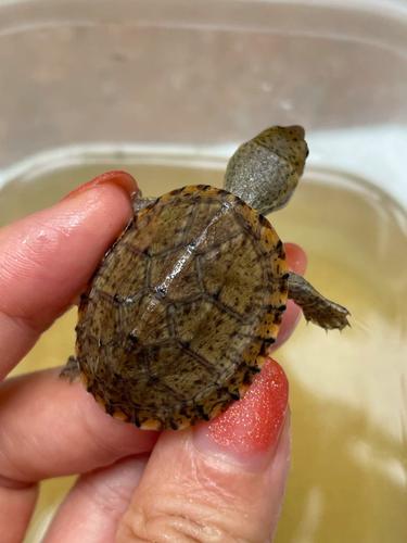 剃刀龟杂交红面蛋龟杂交品刀面精品乌龟虎纹巨头果核斑纹包邮包活