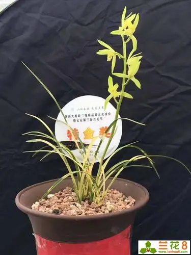 陕西兰展又现天价兰花以150万现场成交