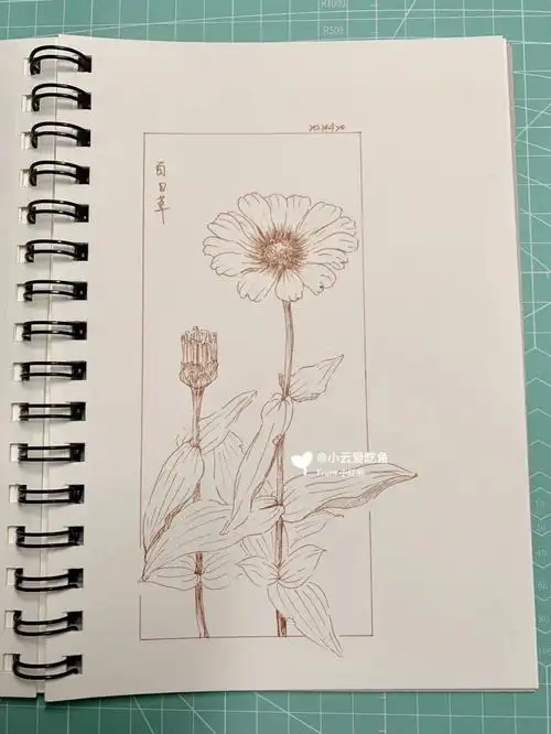 脱稿:百日草#画画的日常  #针管笔手绘  #针管笔临摹  #花卉速写