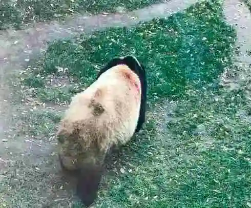 看网曝残忍虐待大熊猫十大事件,心疼!