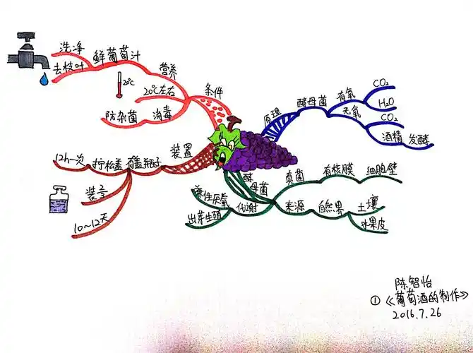 【文魁派】陈智怡思维导图武林计划no.1葡萄酒的制作